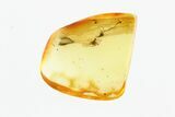 Fossil Male Moth Fly (Psychodidae) In Baltic Amber #270658-1